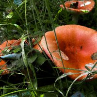 *** :: Владимир Башко