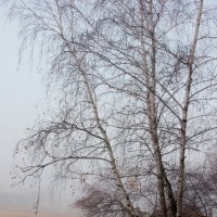 Осень :: victor Lion