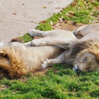В парке Тайган :: Татьяна Тюменка В парке Тайган :: Татьяна Тюменка