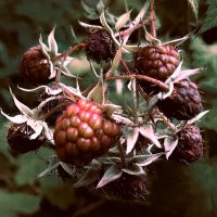 Ягода :: Владимир Башко