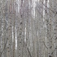 Березовое раздолье :: Нина северянка