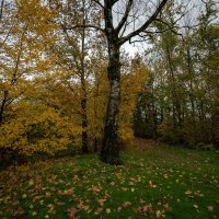 *** :: Николай Гирш