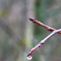 Капля :: Жанна 