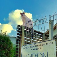 ГЛАВНЫЙ   ПО   НАДЗОРУ :: Анатолий Малобродский