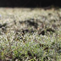 Росы :: Жанна 