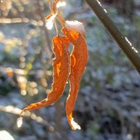 Поцелуй. :: Михаил Колосов 