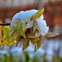15 ноября - осень повстречалася с зимою... :: Светлана 