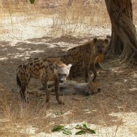 Пятнистые гиены, Гамбия. :: unix (Илья Утропов)