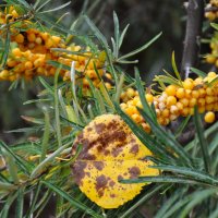 Облепиха в парке "Белый колодец" :: Татьяна Машошина
