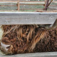 Брутальный шотландский бычок :: Татьяна Машошина