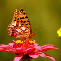 опять про бабочек...63 :: Александр Прокудин