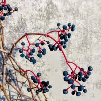 Девичий виноград :: Veera V