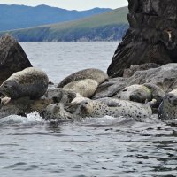 Нерпы :: Лидия Бусурина