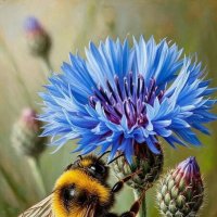 Вечная труженица ...:) :: Валерий Кокорев