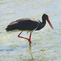 Лягушатник :: Михаил Белоусов