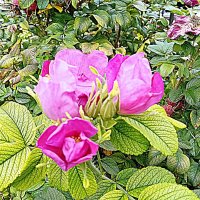 Цветы. :: Владимир Драгунский Цветы. :: Владимир Драгунский