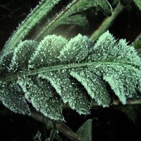 Мороз украсил :: Людмила Смородинская