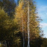 Нежная берёза в золотую осень :: Анастасия Ильина