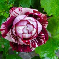 Цветы на городских клумбах в сентябре. :: Милешкин Владимир Алексеевич 