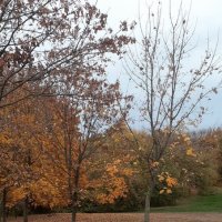 Совсем недавно была золотая осень. :: Елена Семигина Совсем недавно была золотая осень. :: Елена Семигина