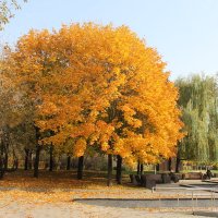 ОСЕННЯЯ БЛАГОДАТЬ В ПАРКЕ РАДУГА :: Валентина 