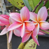 * :: Dmitry i Mary S