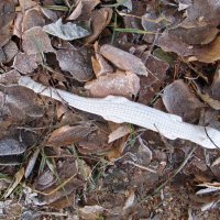 ........... :: Елена Шаламова