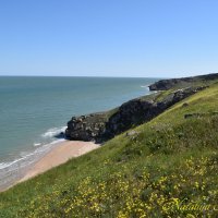 Природа Крыма :: Amazing Cosmea