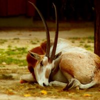 Сон :: Юрий. Шмаков