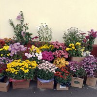 *** :: Валентина Береснева *** :: Валентина Береснева