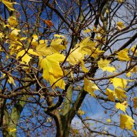 Осенний этюд :: Рита Симонова