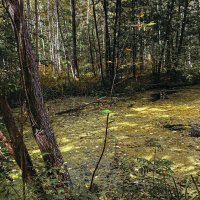 Лесное болото :: Владимир Башко