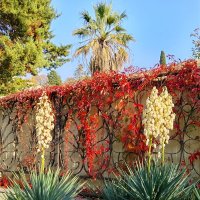 Юкка и виноград :: Tata Wolf