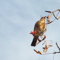 Дрозд :: Зоя Мишина