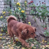 Обход вверенной территории :) :: Наталья 