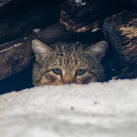 Федька :: Владимир Иванович