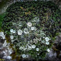 ЛИШАЙНИКИ :: HART BAD