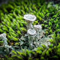 ЛИШАЙНИКИ :: HART BAD