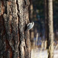 Поползень :: Вячеслав Алтай