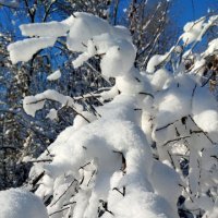 Снежный день!!! :: Радмир Арсеньев