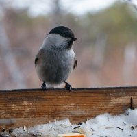 Пухляк :: Вячеслав Алтай