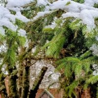 Первый снег. :: Михаил Столяров Первый снег. :: Михаил Столяров