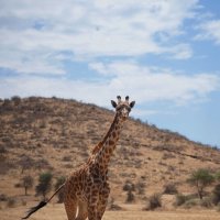 Жирафёнок :: Liliya 