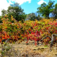 Виноградники краснеют :: Георгий А