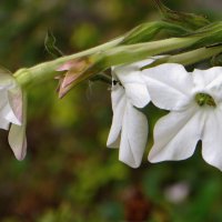 Душистый табак в ноябре! :: Татьяна Смоляниченко Душистый табак в ноябре! :: Татьяна Смоляниченко