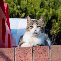 Самый главный :: Максим 