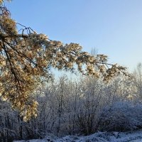 Солнечный день. :: Михаил Колосов 