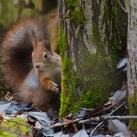 белка :: Сергей Владимирович Егоров