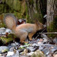 белка :: Сергей Владимирович Егоров белка :: Сергей Владимирович Егоров