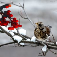 Рябинник. :: Виктор Орехов